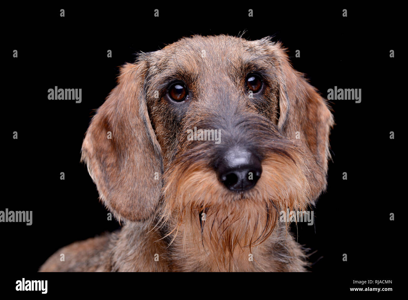 Portrait d'une adorable teckel poil fil - isolé sur fond noir. Banque D'Images