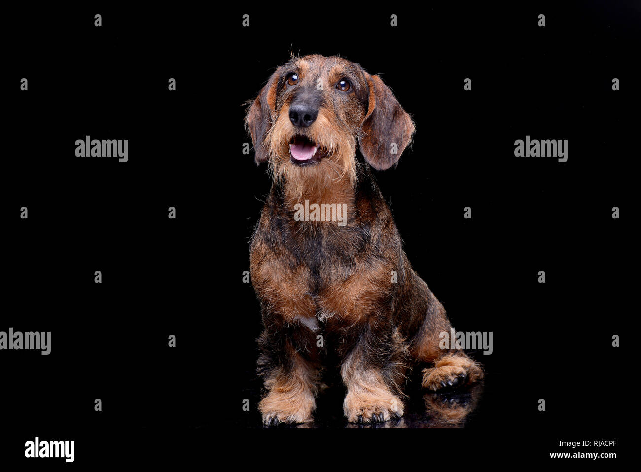 Portrait d'une adorable teckel poil fil assis sur fond noir. Banque D'Images