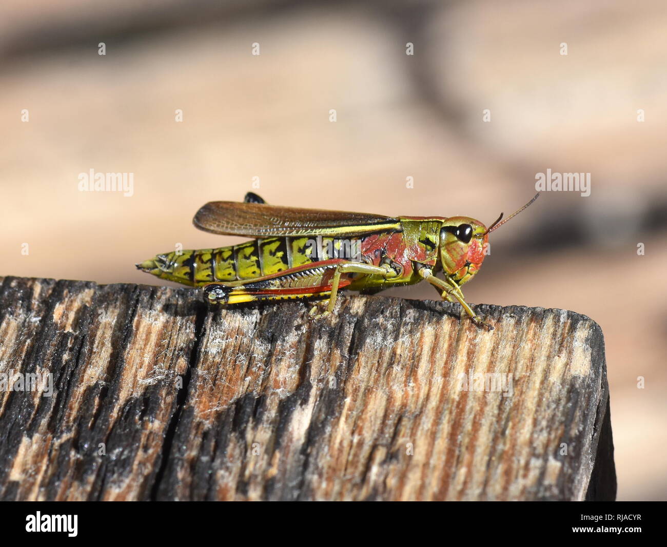 La grande sauterelle marais Mecostethus grossus sur un morceau de bois Banque D'Images