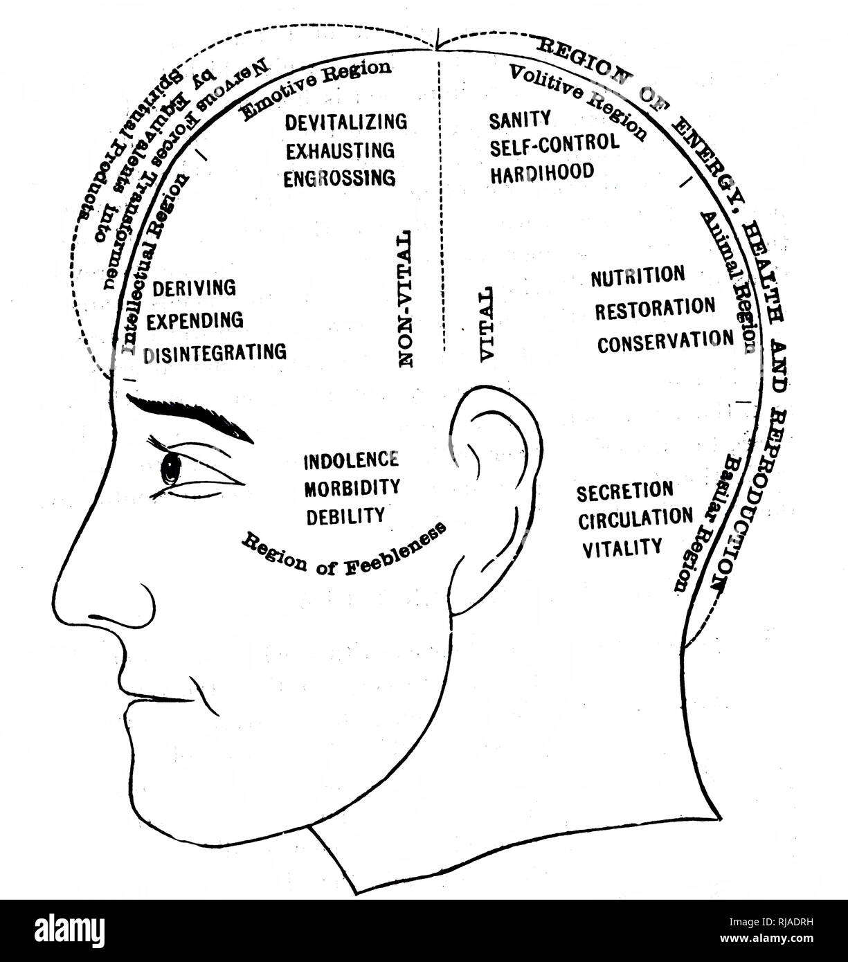 Une gravure représentant un schéma montrant les supposés les fonctions de divers secteurs du cerveau. En date du 19e siècle Banque D'Images