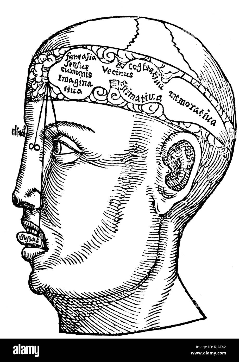 Illustration représentant un dessin anatomique de la Renaissance (16ème siècle, l'allemand. De Margarita Philosophica ; 1503 par Reisch. Montre les ventricules et leur relation à l'intellect. Gregor Reisch (né à Balingen du Wurtemberg, environ 1467 ; mort à Fribourg, Baden, 9 mai 1525) était un écrivain humaniste des Chartreux. Il est surtout connu pour sa compilation Margarita Philosophica Banque D'Images