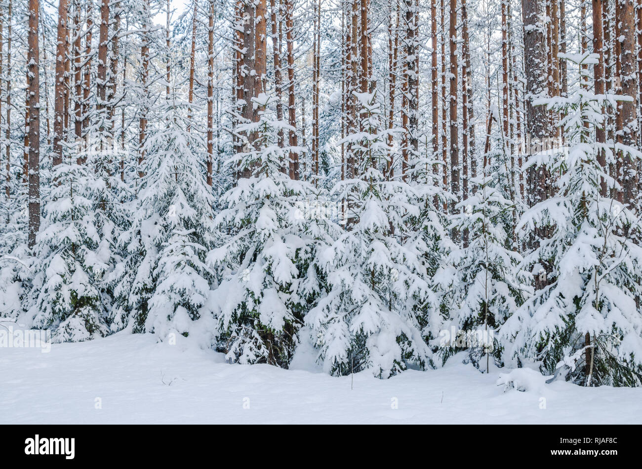 Sapins et pins dans la forêt après les chutes de neige Banque D'Images