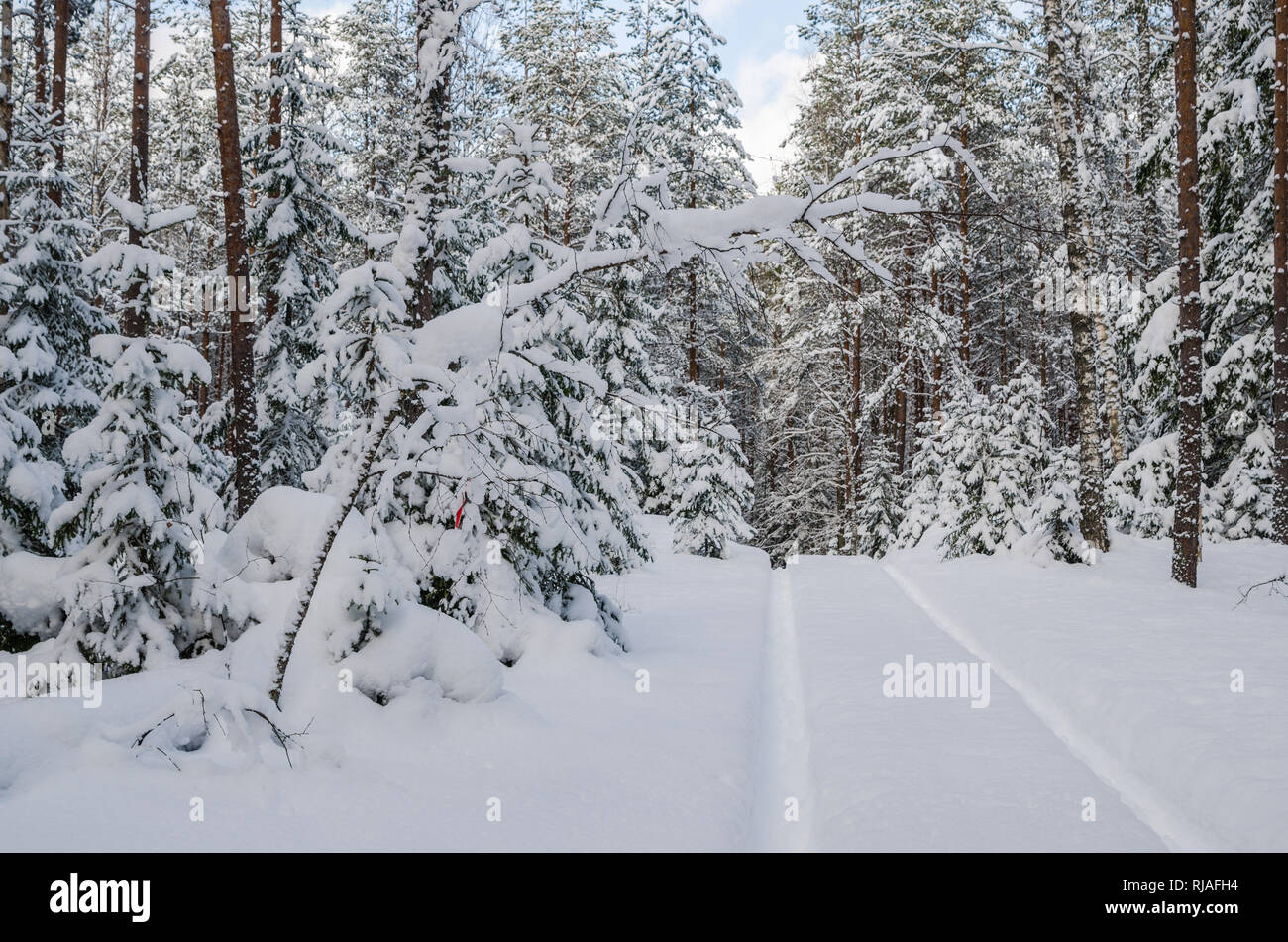 La route à travers la magnifique forêt enneigée de conifères Banque D'Images