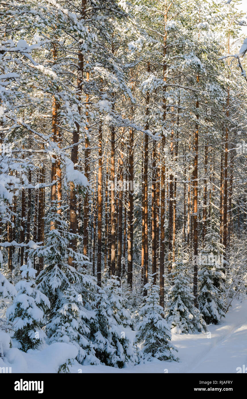 Les troncs de pins dans la forêt après les chutes de neige, close-up Banque D'Images