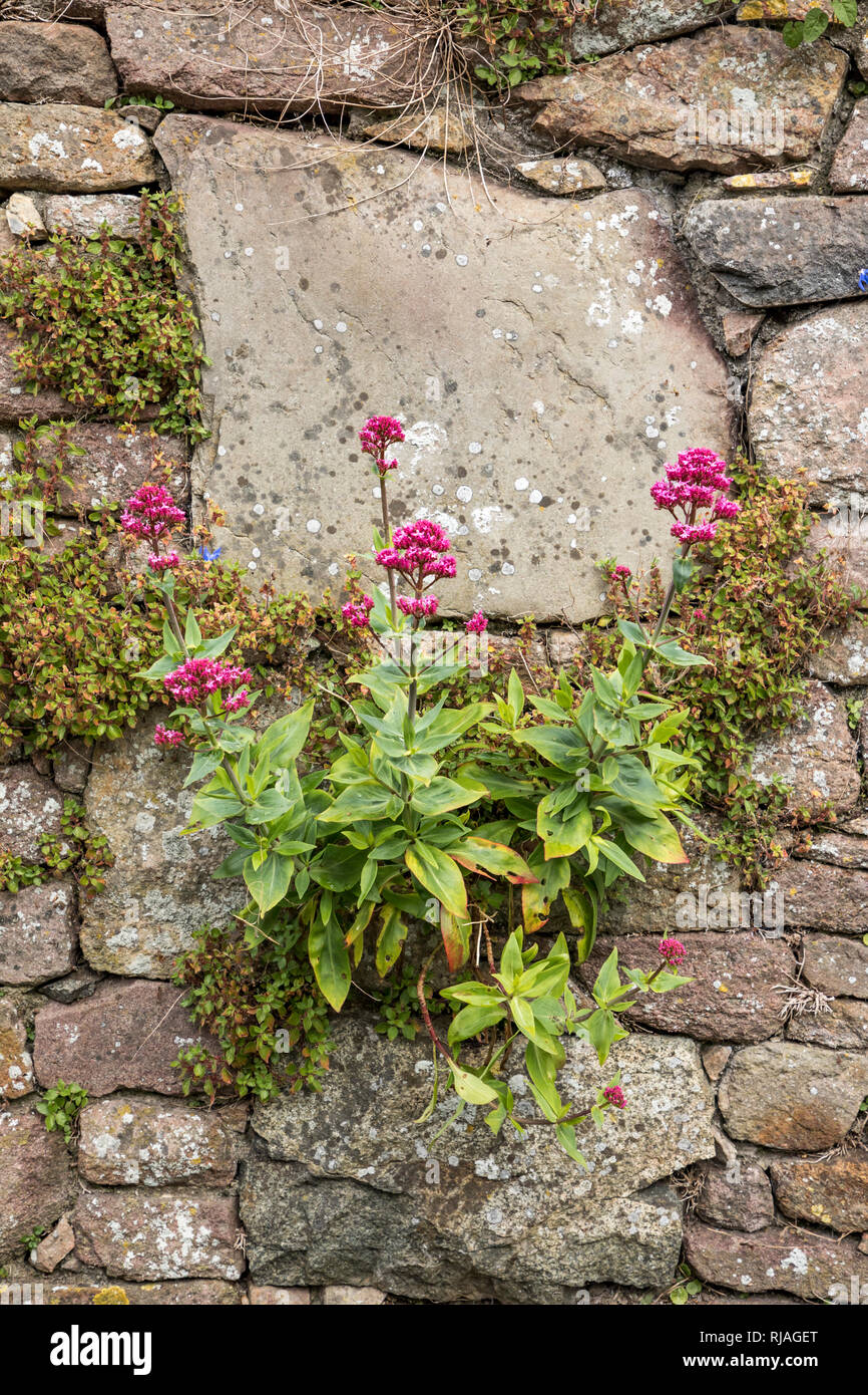 Un Valarian plante sur un mur de pierre à la périphérie de St Annes à Alderney, Channel Islands. Banque D'Images