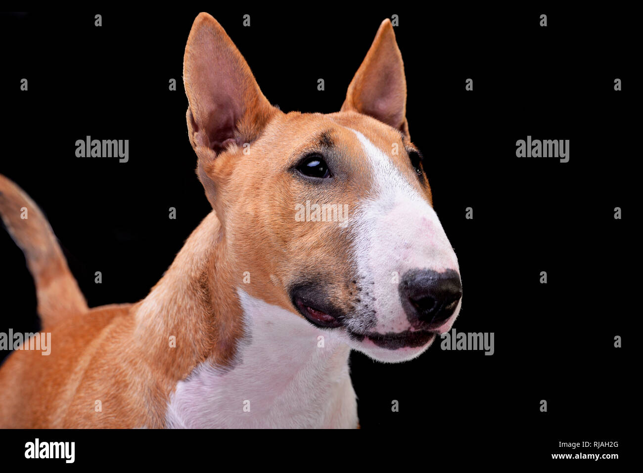 Portrait d'un adorable mini bull terrier - isolé sur fond noir. Banque D'Images