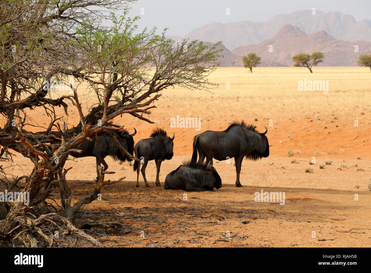 Gnus sous le camel thorn arbres - Sossusvlei - Namibie Afrique du Sud Banque D'Images