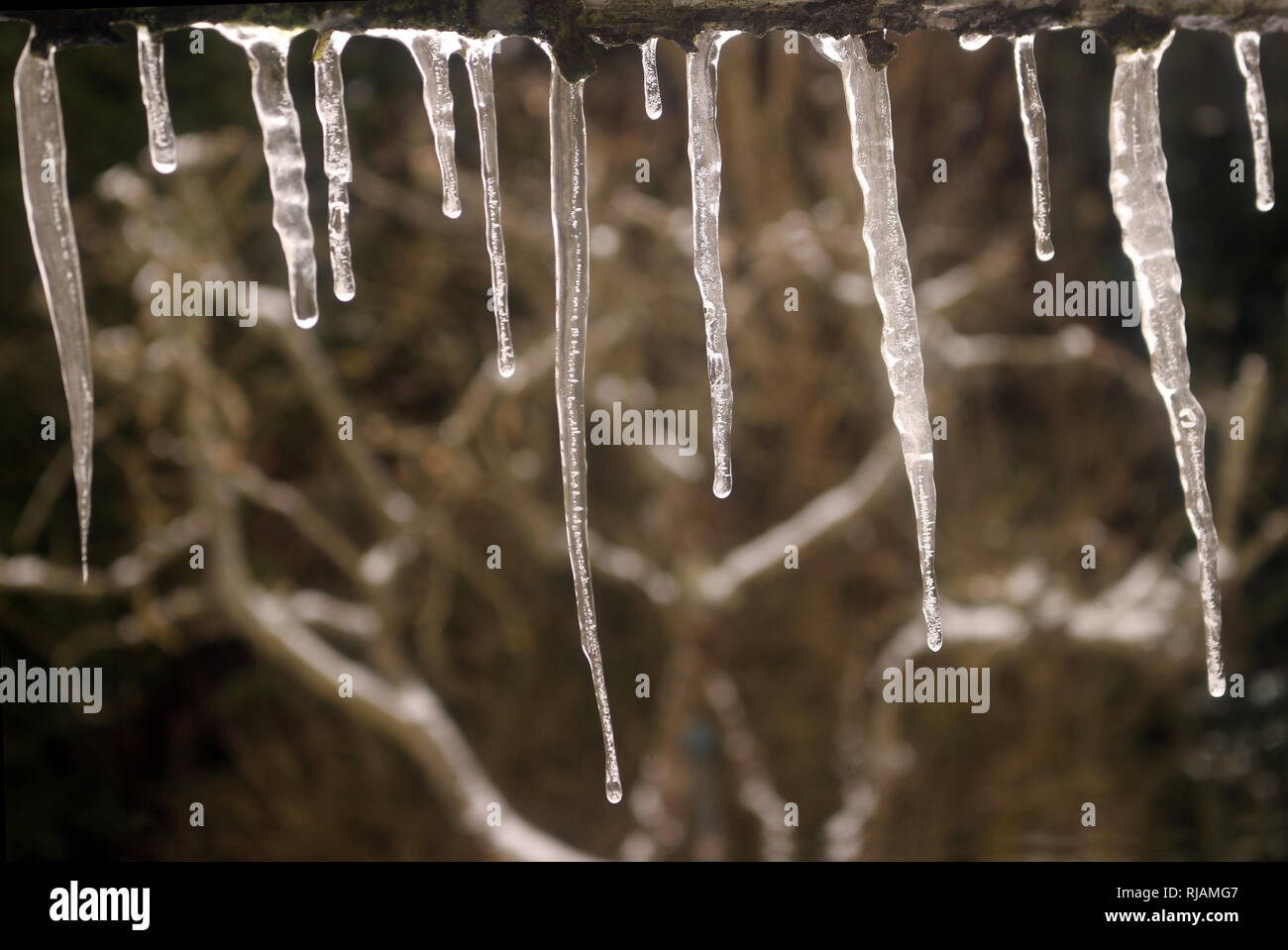 Les glaçons fondre à partir du bord d'un toit Banque D'Images