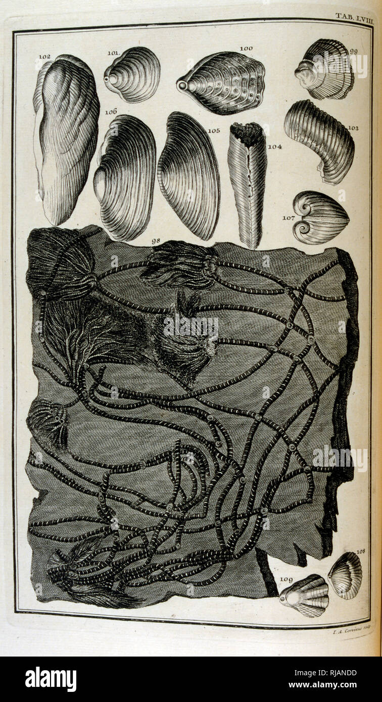 Les os fossilisés d'animaux représentés par le grand détruit ; déluge biblique de Physique sacrée, ou Histoire-naturelle de la Bible, 1732-1737, par Johann Jakob Scheuchzer (1672 - 1733), un chercheur suisse né à Zurich Banque D'Images