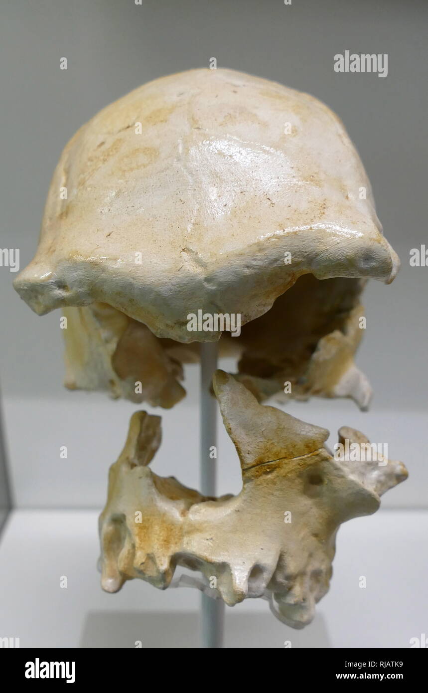 En 1976, un crâne hominidés fossiles ont été récupérés du Ngaloba Lits à Laetoli, le nord de la Tanzanie ; la découverte de ce crâne est d'un grand intérêt et l'importance en raison de sa très forte présomption d'antiquité et la morphologie de l'homme moderne en grande partie. La découverte a des implications considérables pour l'antiquité et l'origine de l'Homo sapiens moderne, un sujet d'intérêt de longue date et qui a suscité un regain d'attention récemment. Banque D'Images