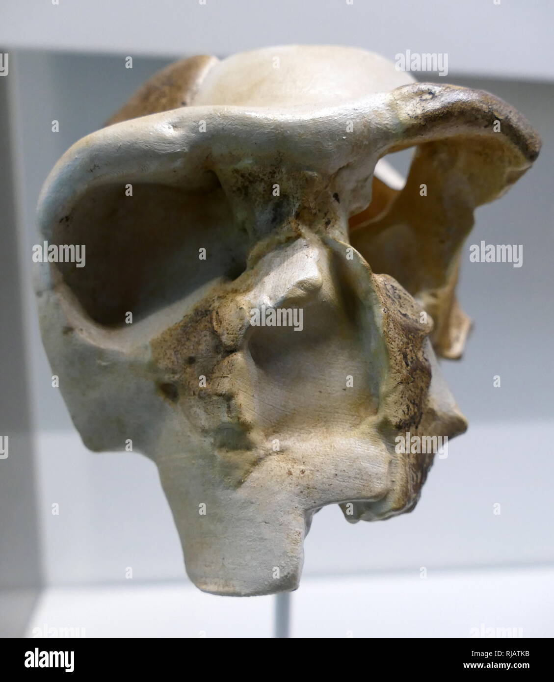 Le crâne est le Ndutu crâne partiel d'un hominin du Pléistocène moyen, trouvés au lac Ndutu, dans le nord de la Tanzanie, en 1973. chronométriques préliminaire datant et racémisation des os trouvés dans le premier niveau d'occupation a donné un âge général de 500 000 et 600 000 ans. Banque D'Images