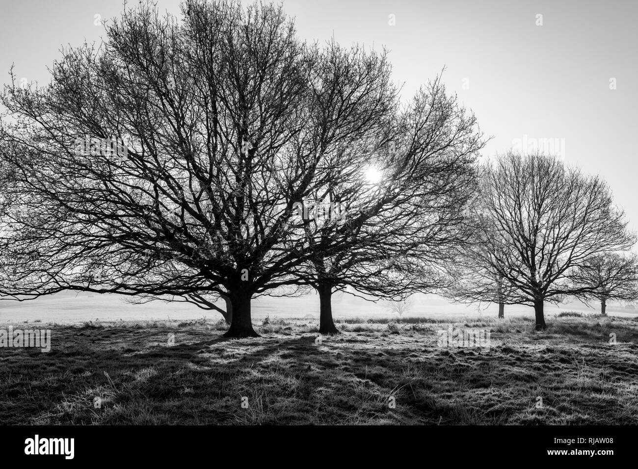 Image en noir et blanc d'un matin glacial de janvier sur Ditchling Common Sussex avec lumière du soleil à travers les arbres d'ombre glaciale Banque D'Images