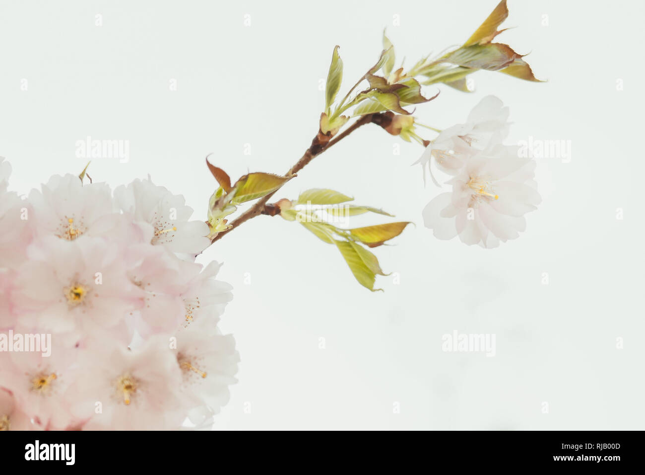Un Kirschblüten einem Baum im Frühling, Banque D'Images