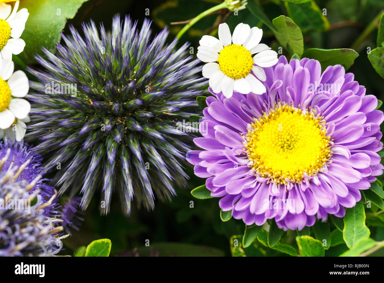 Dans un Mutterkraut Blumenstrauß Banque D'Images