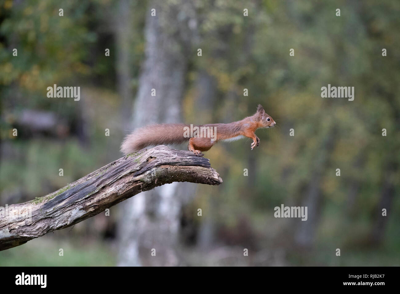 L'écureuil roux en Ecosse en sautant d'une branche Banque D'Images