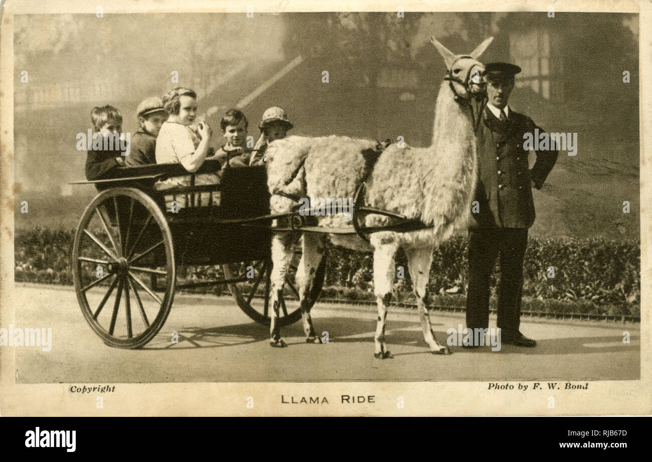 Llama Ride avec gardien et enfants, London Zoo, Londres Banque D'Images