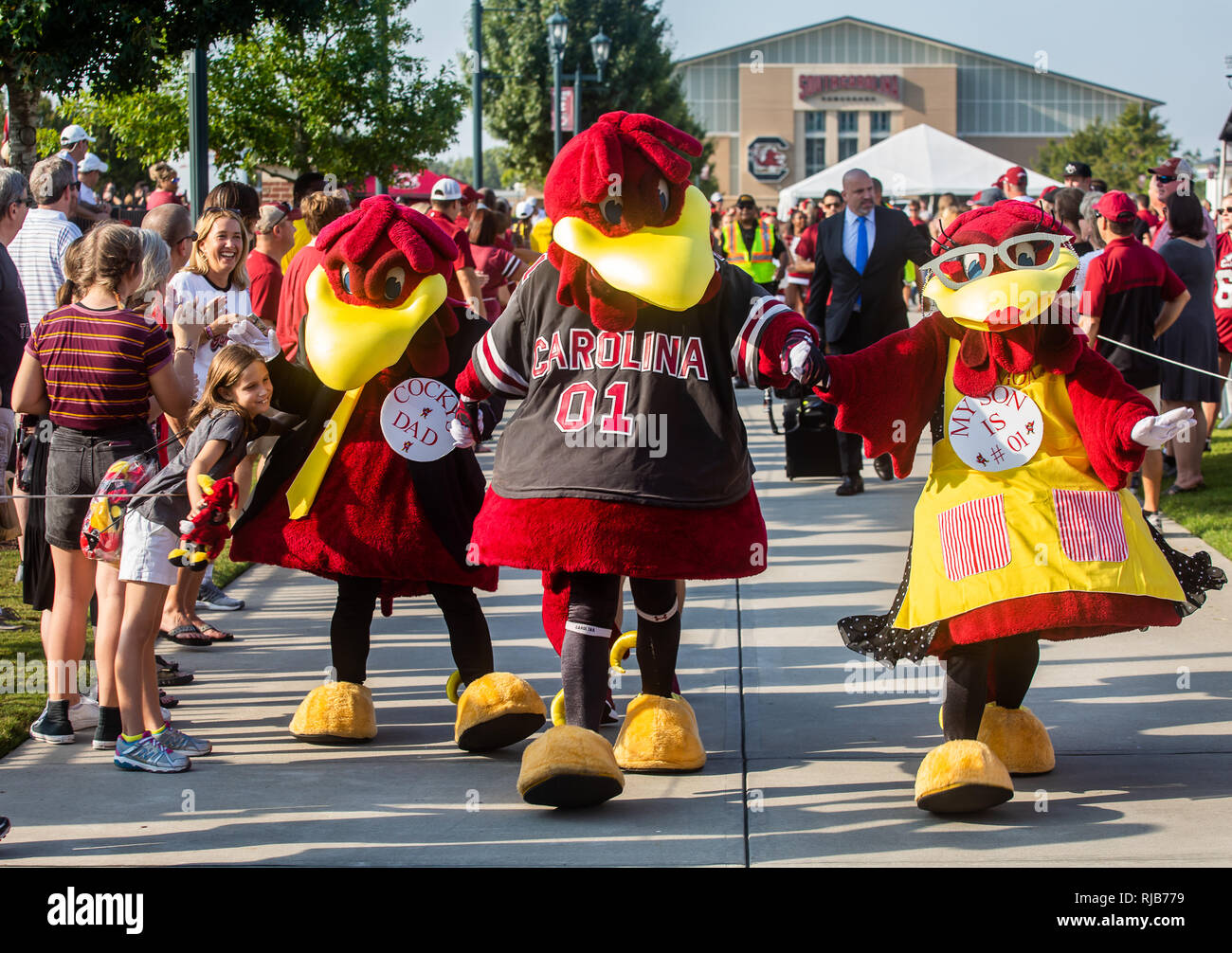 Université de Caroline du Sud, Gamecock mascot Cocky est un grand succès sur le campus pendant le jour. Banque D'Images