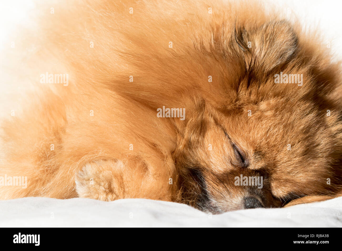 Spitz allemand, chien pomeranian allongée, avec les yeux clos, endormi. Banque D'Images