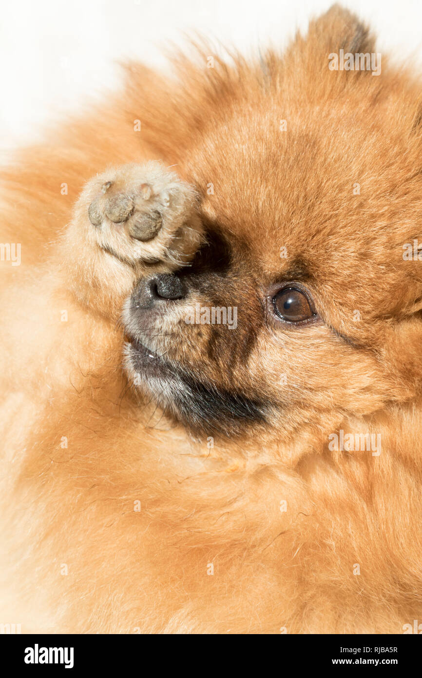 Spitz allemand, chien pomeranian agitant une patte. Banque D'Images