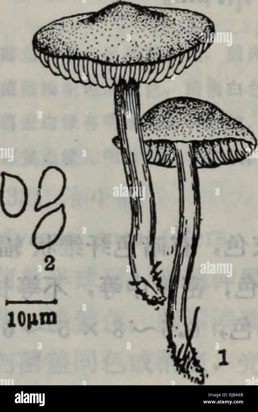 Chang Jiang San Jiao Zhou Ji Jin Lin Di Bao Zi Zhi Wu Qu Zhi E Ae A E Ae Ae Aºa A A Ae C C A Botanique A Mardstnius A A C F R 1 Eaea Cea A A 1 Eaea C C º Cae Aea 2 Aea 2 Aeae