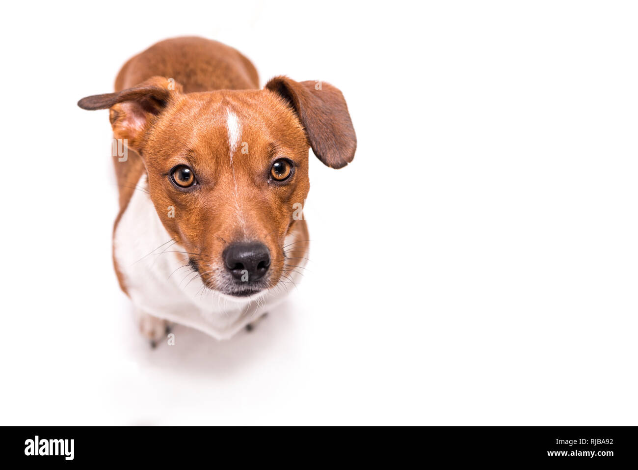 Jack Russell Terrier de 3 ans, les cheveux lisses style - petit chien petit mignon - isolé contre fond blanc - chien est de la recherche - funny perspectiv Banque D'Images