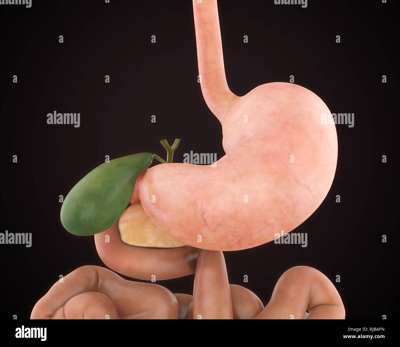 Anatomie de l'estomac humain Banque D'Images