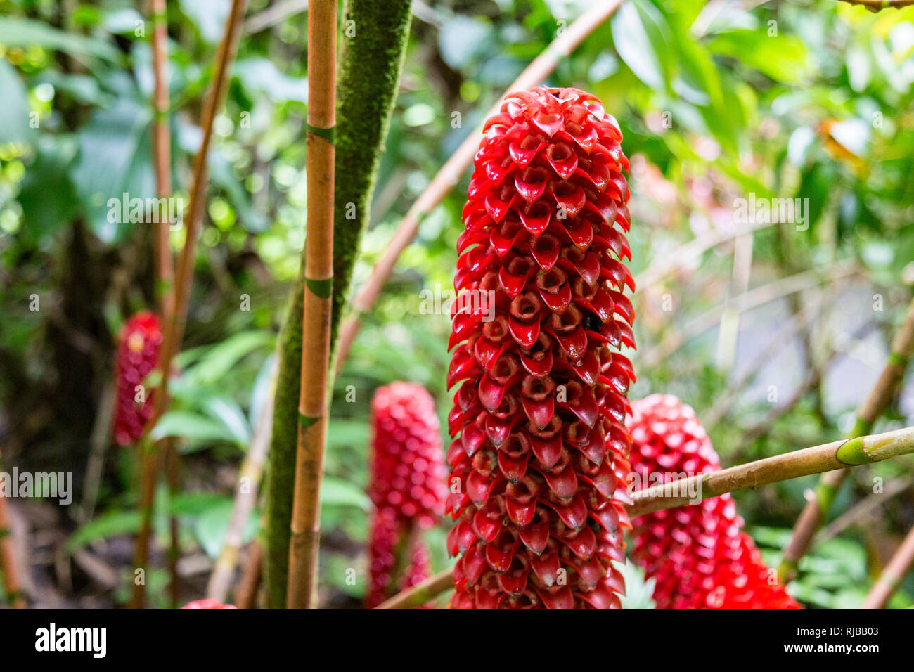 Close-up de Gingembre Costus Comosus Spirale/dans le Jardin Botanique Tropical sur la grande île de Hawaii, USA Banque D'Images