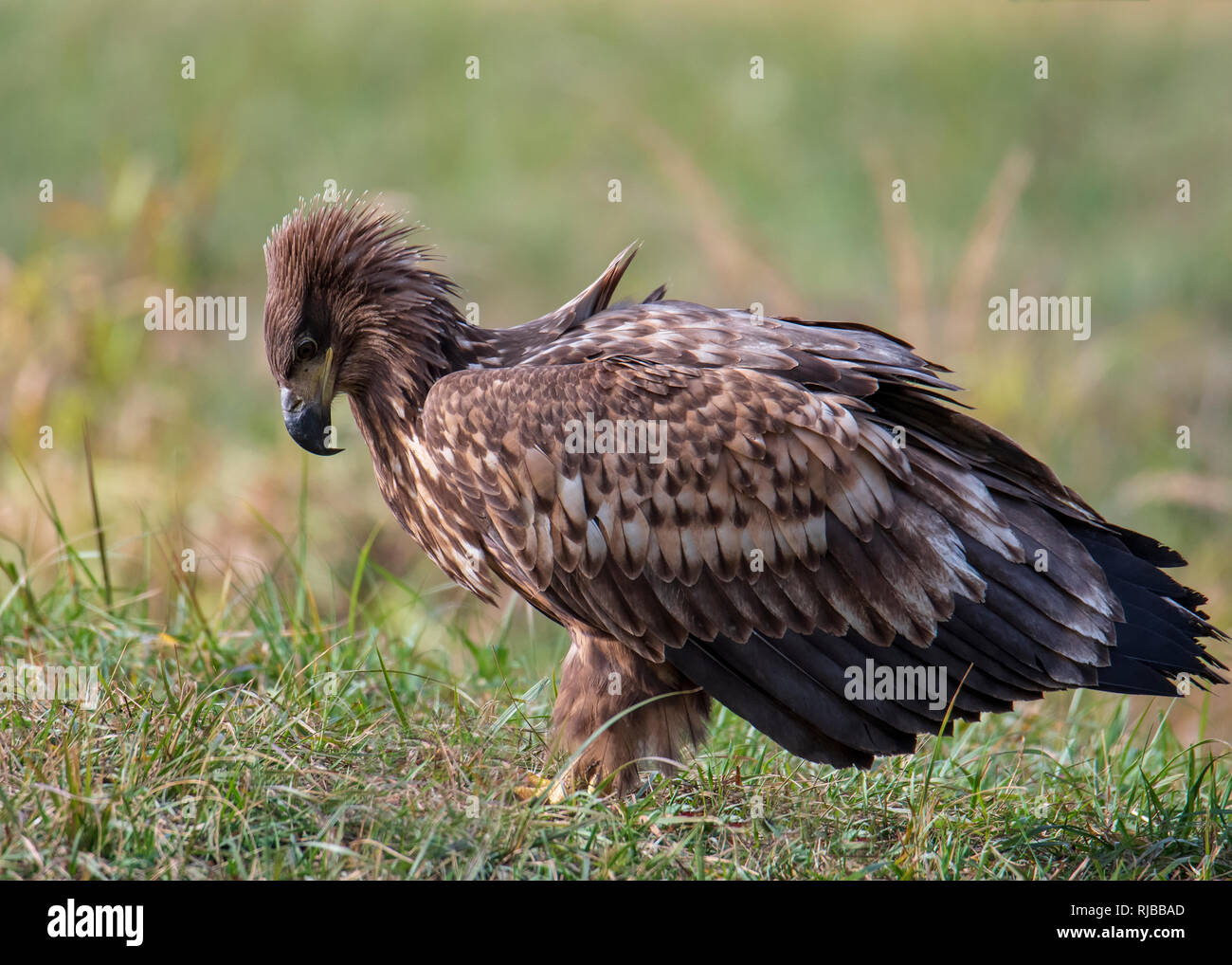 Pygargue à queue blanche, oiseau de proie Banque D'Images