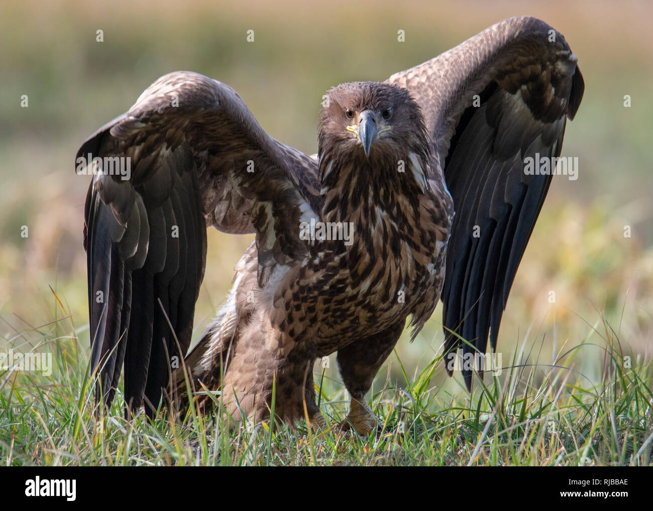 Pygargue à queue blanche, oiseau de proie Banque D'Images