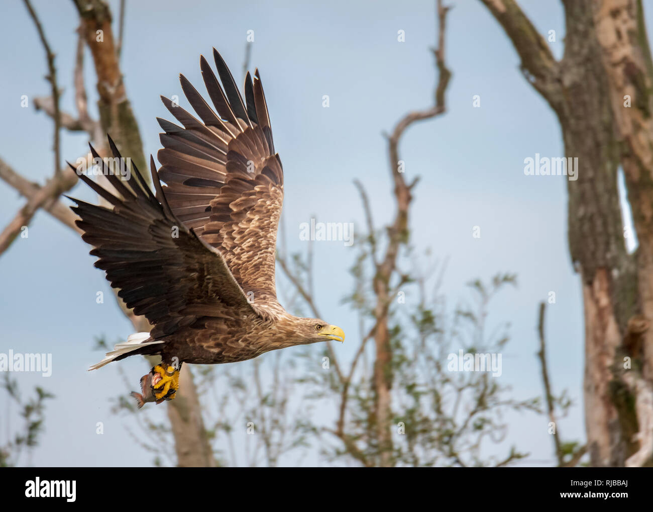 Pygargue à queue blanche, oiseau de proie Banque D'Images