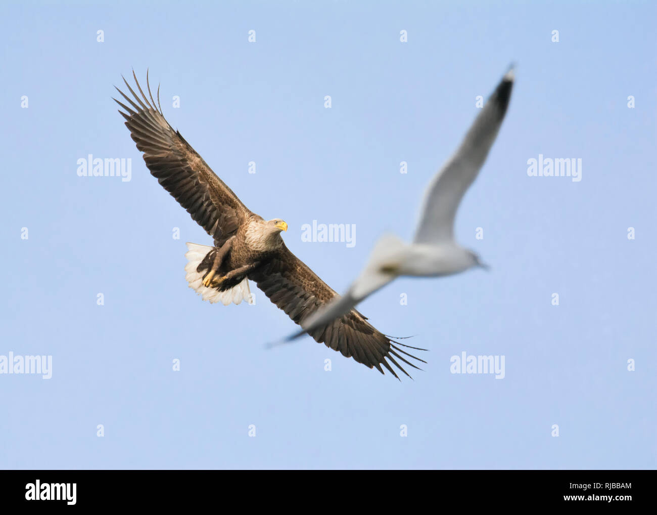 Pygargue à queue blanche, oiseau de proie Banque D'Images