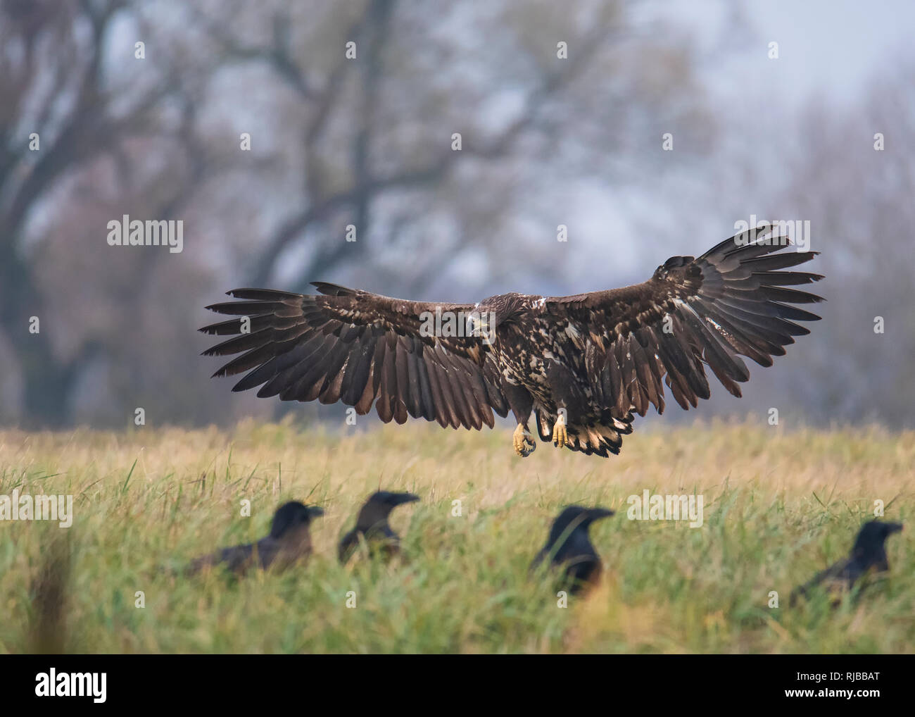 Pygargue à queue blanche, oiseau de proie Banque D'Images
