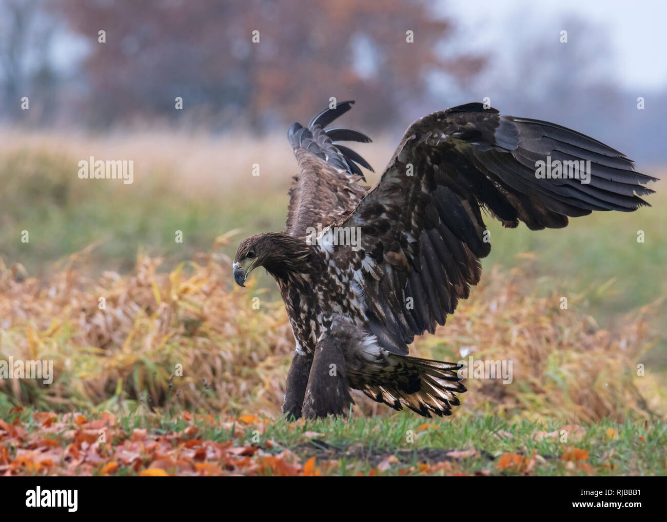 Pygargue à queue blanche, oiseau de proie Banque D'Images