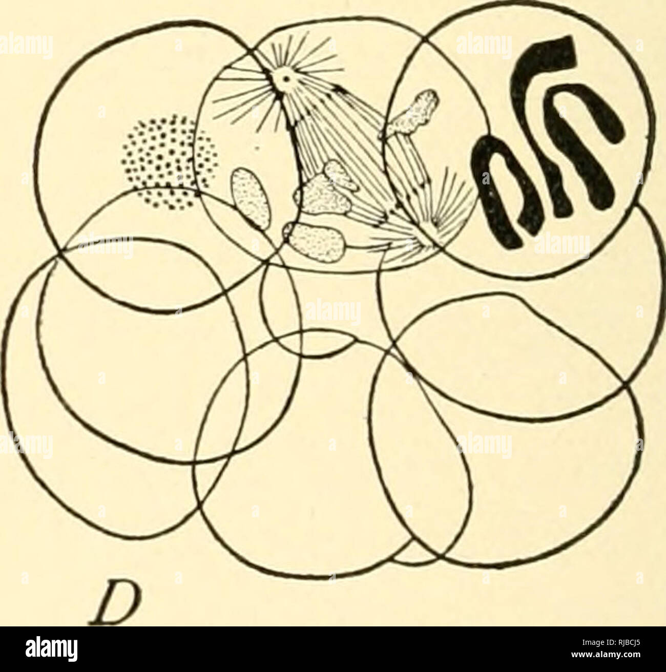 . La cellule dans le développement et l'héritage. Les cellules. C Fig. io6. -La fécondation hybride d'Ascaris megalocephala, var. bivaUiis, par le sper- matozoon univaleiis du var.. [Herla.] A. Les noyaux de cellules germinales peu avant l'Union européenne. B. Le clivage-figure qui forme ; le sperme-noyau a donné lieu à un chromosome (FC), l'oeuf-noyau à deux (9). C. stade à deux cellules divisant, montrant les trois chromosomes dans chaque cellule. D. douze cellules, avec les trois formes chro- mosomes apparaissent toujours dans les cellules germinales primordiales ou de cellules-souches. une autre, même si nous admettons que la déclaration de Boveri peut-être allé s Banque D'Images