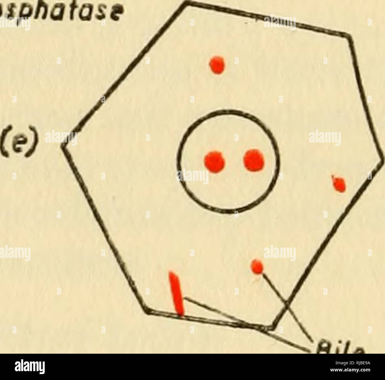 . Physiologie cellulaire et de pharmacologie. Les cellules. Glycogène acide nucléique phosphatase. Canalicules biliaires. Veuillez noter que ces images sont extraites de la page numérisée des images qui peuvent avoir été retouchées numériquement pour plus de lisibilité - coloration et l'aspect de ces illustrations ne peut pas parfaitement ressembler à l'œuvre originale.. Danielli, J. F. (James Frederic), 1911-. Elsevier, New York Banque D'Images