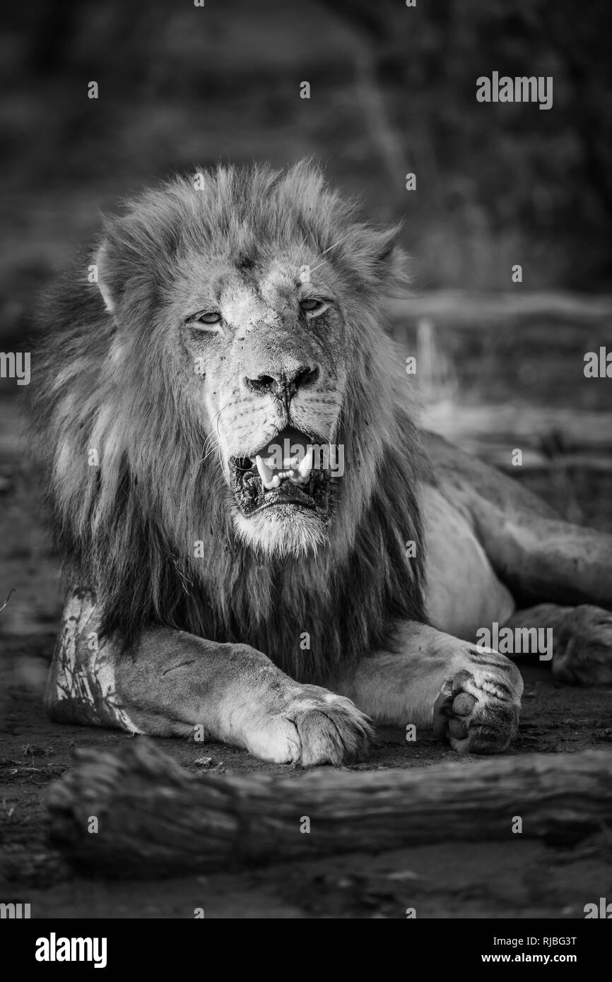 Lion d'Afrique dans le parc national Kruger, Afrique du Sud ; espèce Panthera leo de la famille des Félidés Banque D'Images