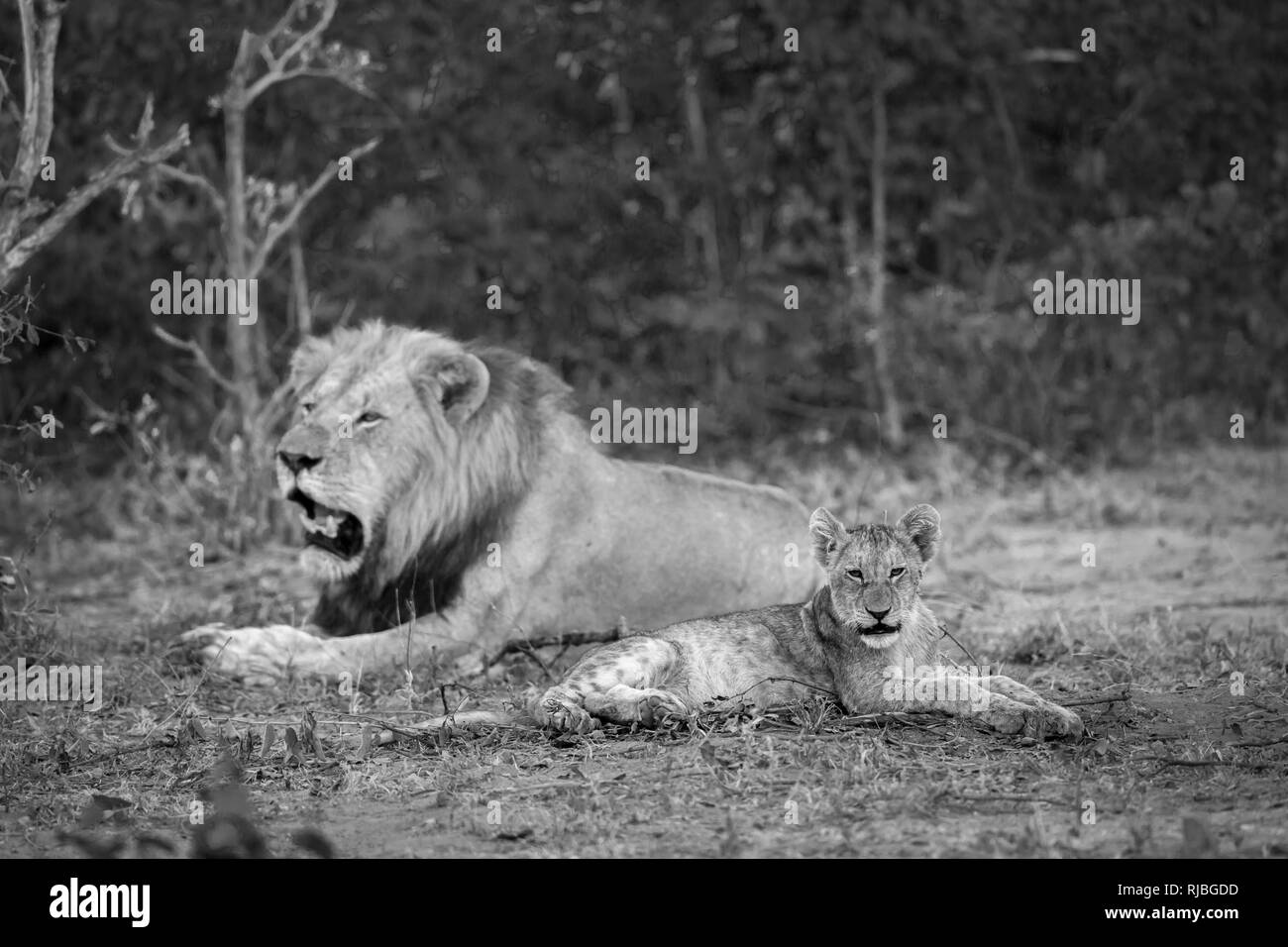 Lion d'Afrique dans le parc national Kruger, Afrique du Sud ; espèce Panthera leo de la famille des Félidés Banque D'Images
