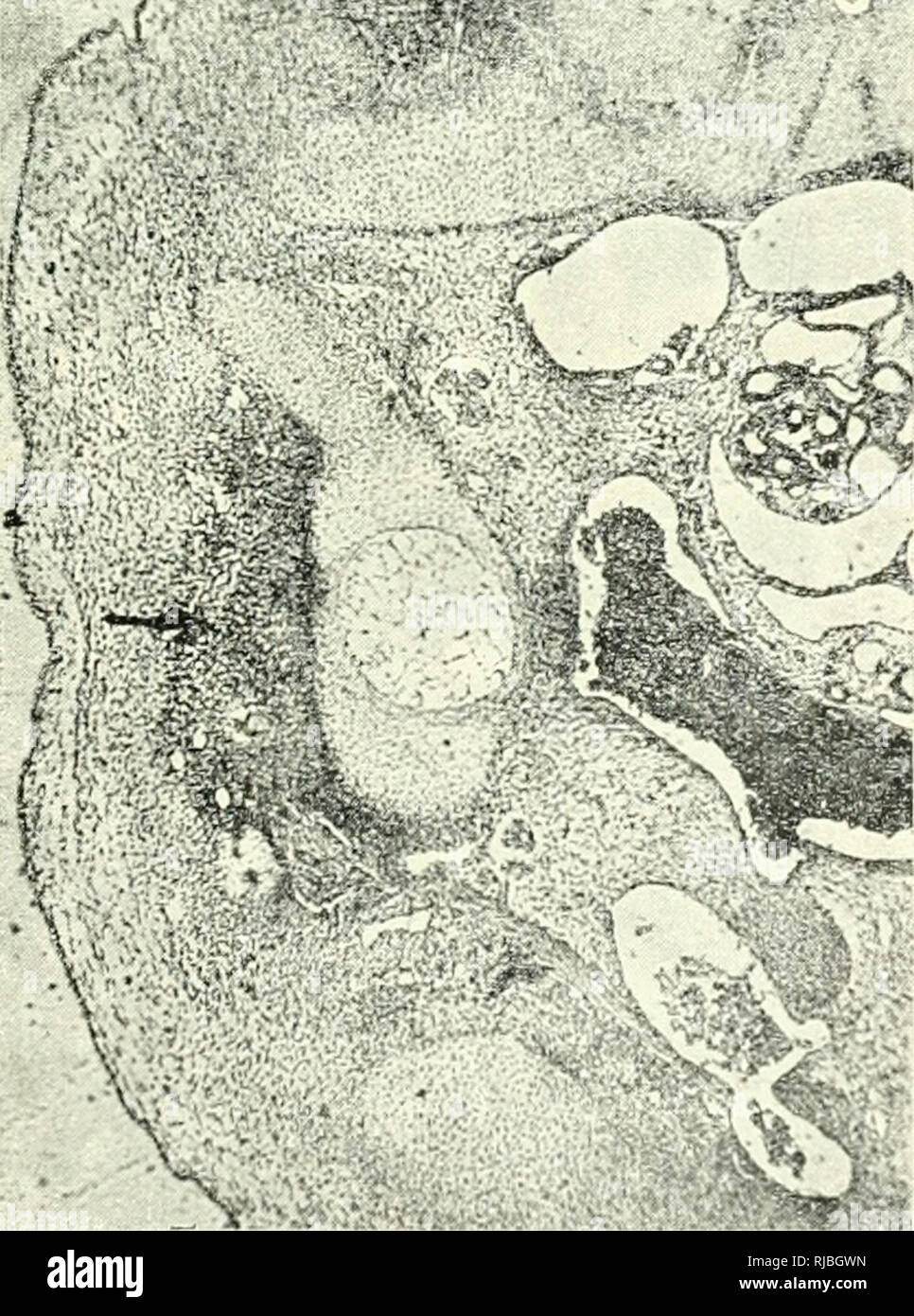 . Embriologie Cercetari de experimentala. L'embryologie. ^. ? o. c/l Â" c5 ja .o o o .3 S ^ Â" es Â Â" 3 ^ ^ ^M *j â¢â¢- v ; -III Â"^^ ^ Â£  = p. &lt;u Â"-1 : rt " ti fli t- cs JO g â€¢â e e a o c a EK Â"- ?' qj Â" "â¢g&Lt ;  = 2^ J  =1,2 -S "^ 'Å un" '^ ^ 3 S -2 O) "C &Lt ; T- I  = E n â N. ...Vv :. Veuillez noter que ces images sont extraites de la page numérisée des images qui peuvent avoir été retouchées numériquement pour plus de lisibilité - coloration et l'aspect de ces illustrations ne peut pas parfaitement ressembler à l'œuvre originale.. Menkes, B. [Bucuresti, Editura Academiei Republicii] populaires romà Banque D'Images