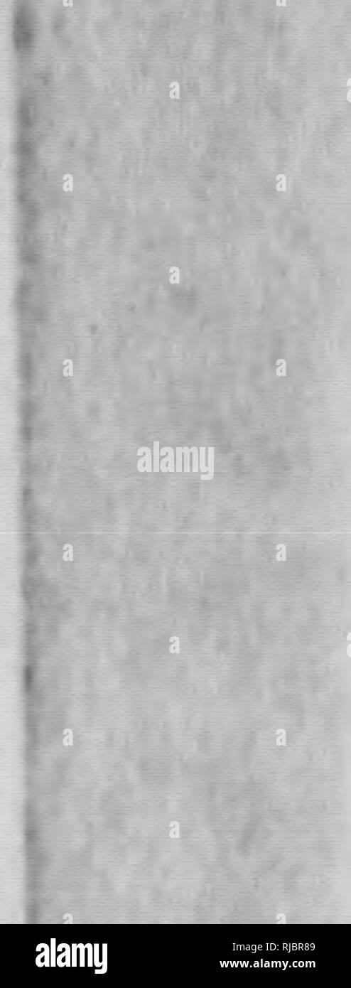 . C. Hart Merriam papers : y compris la correspondance, les documents se rapportant à l'orientation avec les États-Unis Biological Survey, 1798-1972 (en gros 1871-1942). United States. Division de l'ornithologie et mammalogie ; United States. Division de l'enquête biologique ; United States. Commission biologique ; United States. Bureau de la Commission biologique ; l'Enquête géologique et géographique des territoires (U. S. ) ; l'expédition Harriman en Alaska (1899) ; mer de Béring controverse ; les ours ; Biogéographie ; histoire naturelle ; ornithologie ; botanique ; zones de vie ; la conservation de la faune. 88^ 484 M Dove Road Runner Kingfisher Kigfit Hav;k Wi' Banque D'Images