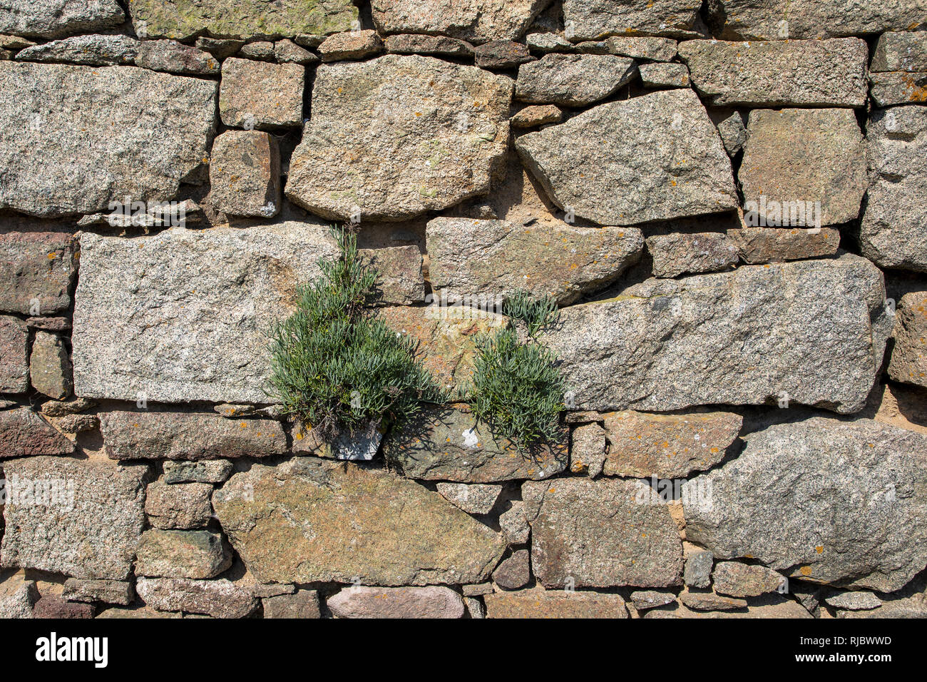 Chateau L'époque victorienne Etdm mur en pierre avec des plantes en croissance fig sur Alderney, Channel Islands. Banque D'Images