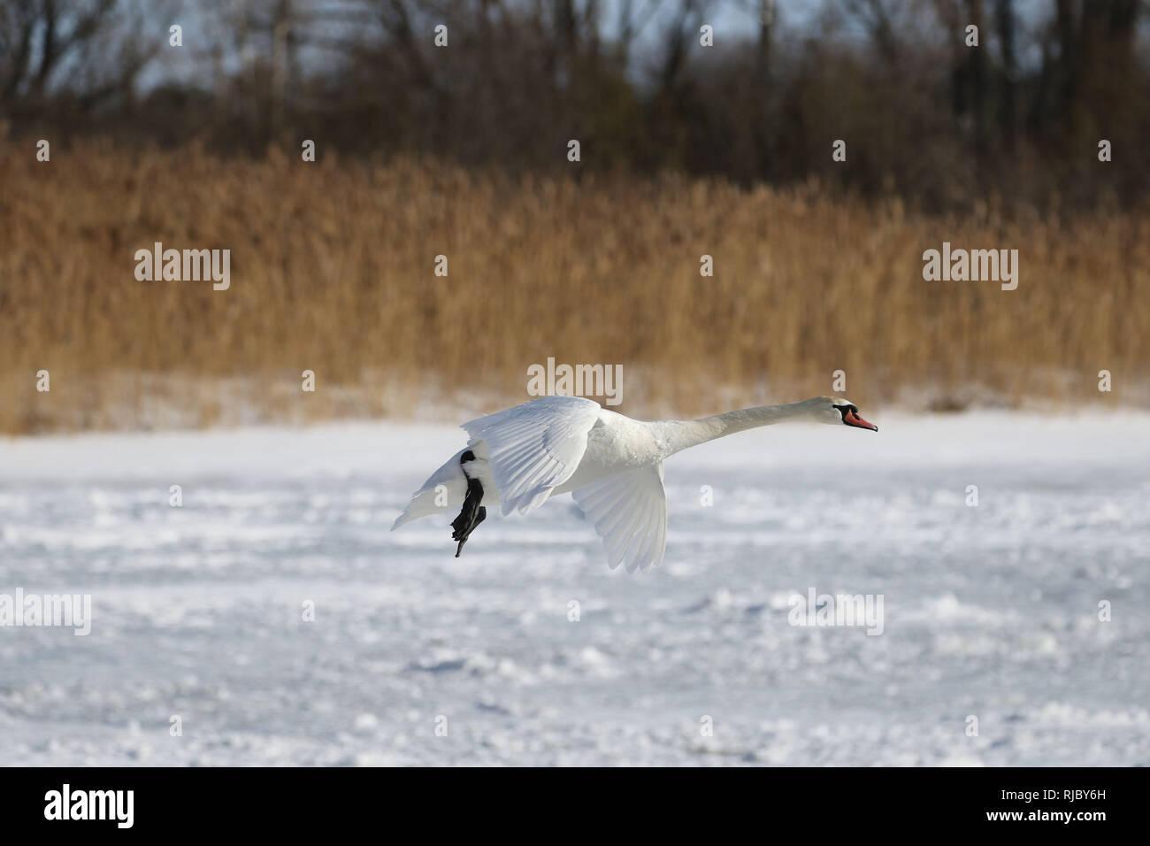 Les Cygnes tuberculés Barcovan à Ontario Beach Banque D'Images