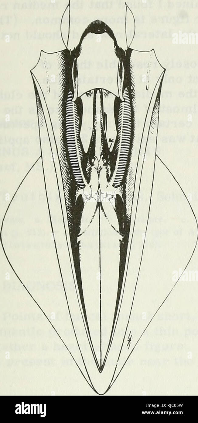 . Des céphalopodes. Des céphalopodes. La figure 95. Loligo forbesi. Même spécimen comme dans la Figure 94, après l'ouverture du manteau. La fixation de la corps mou à la coquille est clairement indiqué. Remarque Le petit accessoire glandes (AC) de l'homme, qui sont présentés comme des points blancs devant le papilles rénales ; les plis du cou, les sablières et les obligations d'entonnoir Entonnoir, dont la moitié antérieure est également poissons cartilagineux et apparaissent plus foncées. La figure est tirée de la même spécimen comme dans la Figure 94. La cavité palléale montre aussi beaucoup les mêmes relations que dans L. vul - garis dans les deux sexes. Il y a, cependant, un personnage important : également e Banque D'Images . Des céphalopodes. Des céphalopodes. La figure 95. Loligo forbesi. Même spécimen comme dans la Figure 94, après l'ouverture du manteau. La fixation de la corps mou à la coquille est clairement indiqué. Remarque Le petit accessoire glandes (AC) de l'homme, qui sont présentés comme des points blancs devant le papilles rénales ; les plis du cou, les sablières et les obligations d'entonnoir Entonnoir, dont la moitié antérieure est également poissons cartilagineux et apparaissent plus foncées. La figure est tirée de la même spécimen comme dans la Figure 94. La cavité palléale montre aussi beaucoup les mêmes relations que dans L. vul - garis dans les deux sexes. Il y a, cependant, un personnage important : également e Banque D'Images