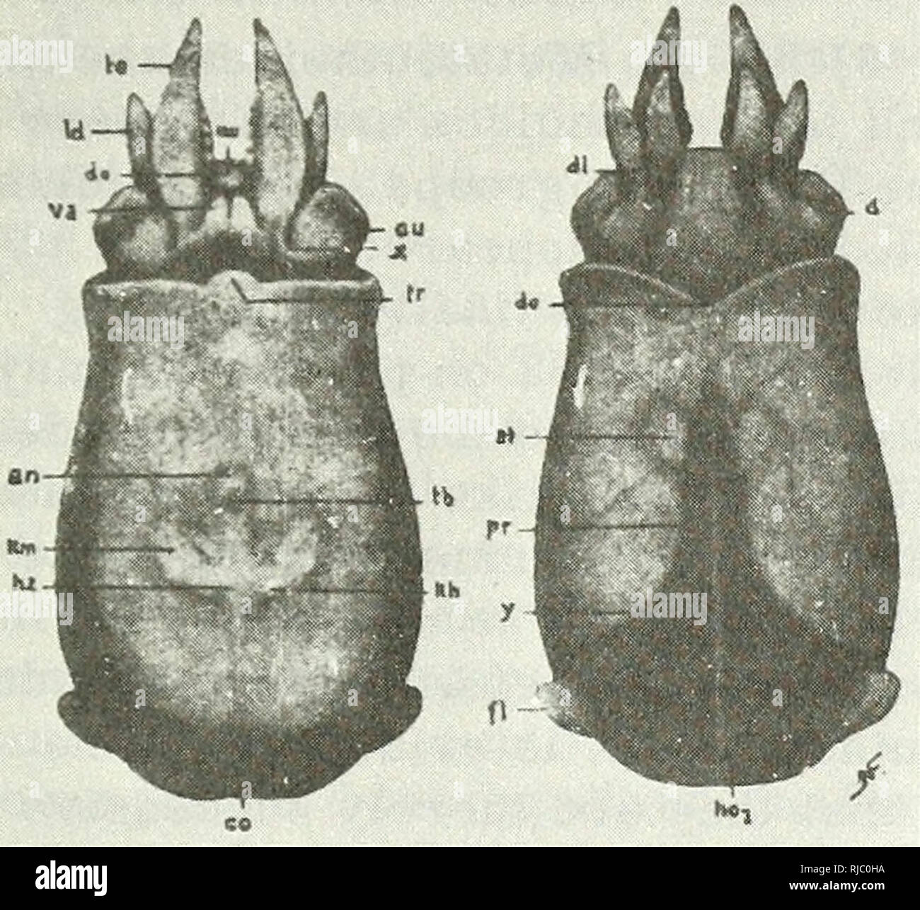 . Des céphalopodes. Des céphalopodes. Il n'est pas surprenant que sa forme n'est pas conique pointu. Belemnoidea doit d'abord construire la chambre embryonnaires arrondi (figure 36 p. 107) sur l'avant la croissance conique peut commencer. C'est en fait un exemple de l'embryonnaire général type de décapodes (Dibranchiata). Du manteau musculaire est attaché autour de la marge de la carapace, d'où il contraste fortement par sa lumière coloration en embryons conservés. 2. Le proostracum est comme cela devrait être prévu dans un Beloteuthis (Figure 62, à la p. 146) : c'est étroit en avant et s'effile à un point antérieur, de sorte que le ganglion stellaire sont Banque D'Images