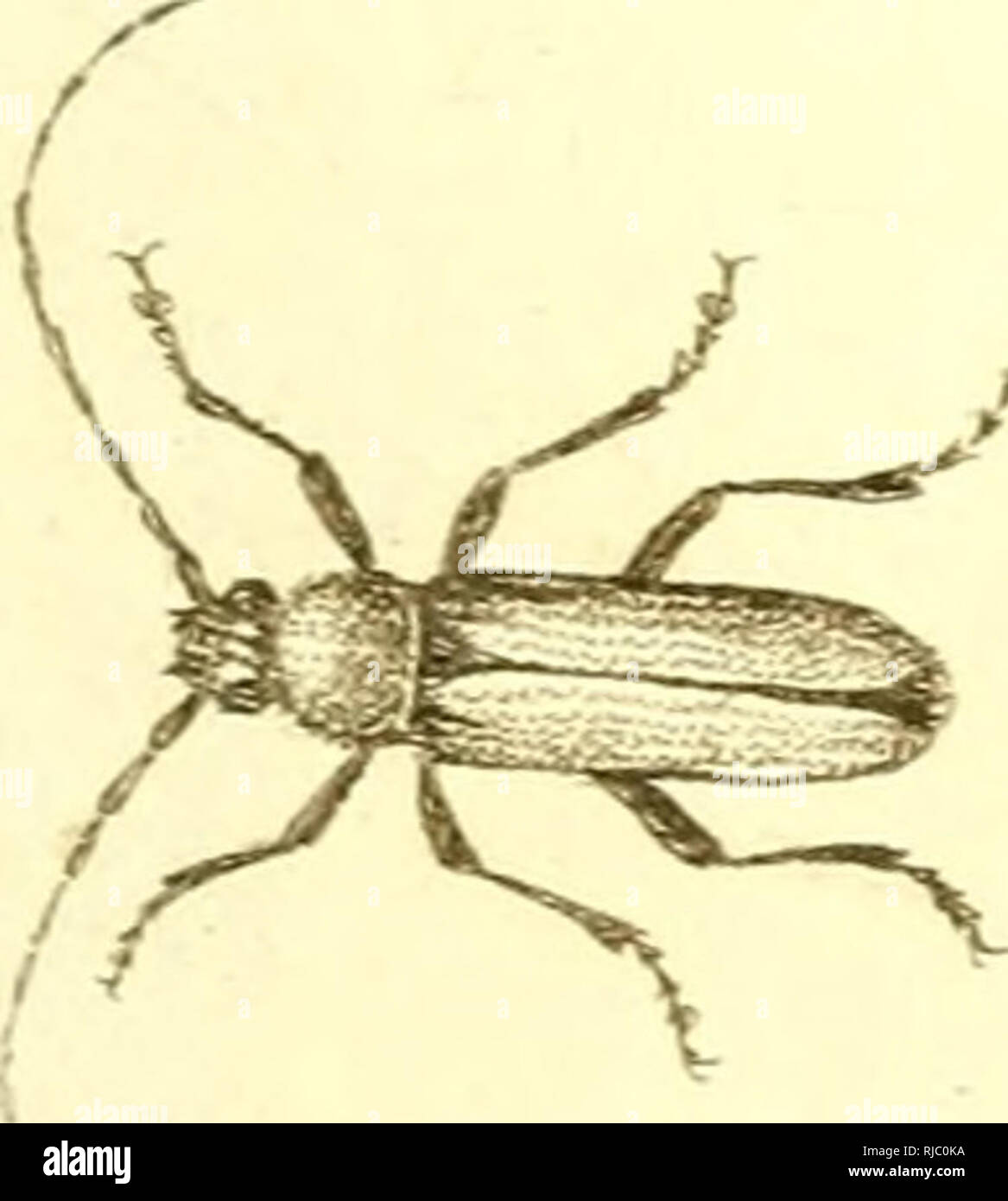 . [Cerambycidae]. Cerambycidae. l^. Veuillez noter que ces images sont extraites de la page numérisée des images qui peuvent avoir été retouchées numériquement pour plus de lisibilité - coloration et l'aspect de ces illustrations ne peut pas parfaitement ressembler à l'œuvre originale.. Sturm, Jakob, 1771-1848 ; Panzer, Georg Wolfgang Franz, 1755-1829 ; Olivier, G. A. (Guillaume Antoine), 1756-1814 ; Spilman, T. J. , donateur. Le DSI. [L'Allemagne ?  : S. n. Banque D'Images