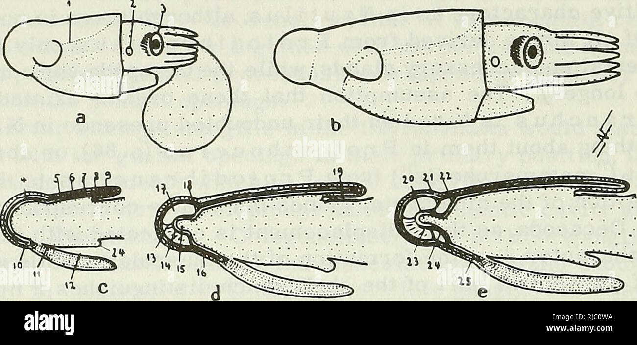 . Des céphalopodes. Cephalopoda. période, l'ontogenèse des Dibranchiata typique peut être caractérisée sur la base de comparaison. (Volume II traite avec les premières étapes jusqu'à l'éclosion.) 107 les embryons plus vieux (figure 36) ont encore une decreasmg rapidement l'enveloppe vitelline externe de ce qui pend comme une hernie de la paroi du corps au-dessous de la bouche entre la lèvre extérieure et la marge. Lorsque le jaune est résorbé, le sac disparaît et forme une petite zone de peau ordinaire. Ceci indique l'éclosion. L'animal nouvellement éclos ressemble à l'adulte de personnages comme le interrlal, shell shell sac Banque D'Images