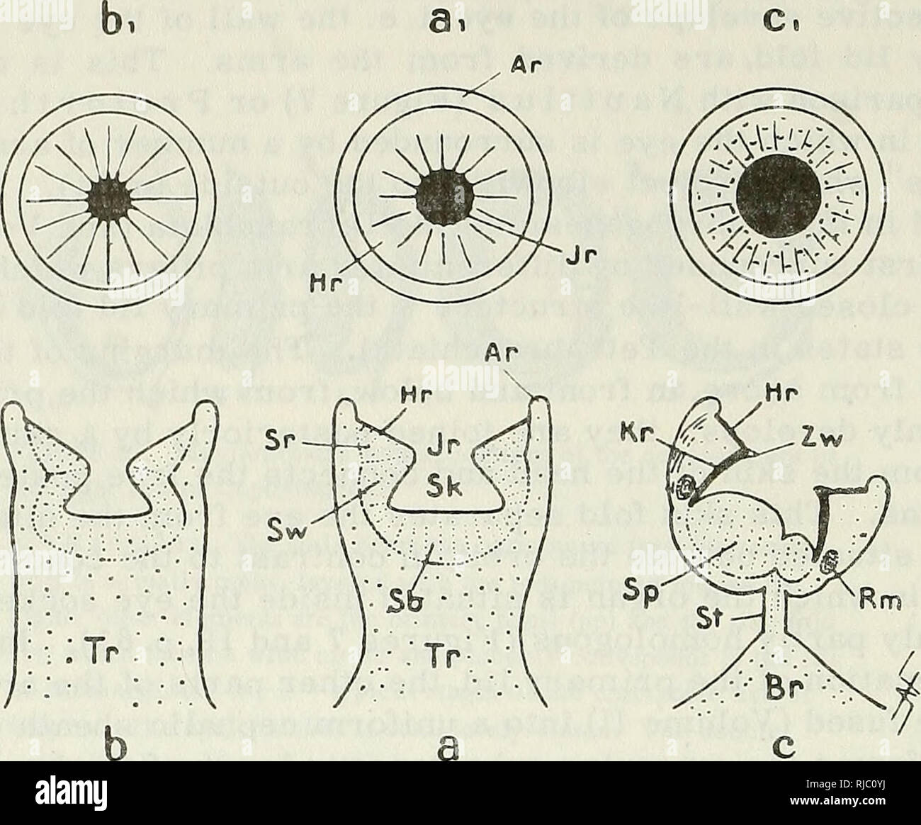. Des céphalopodes. Des céphalopodes. La figure 29. Morphologie des drageons de Dibranchiata. La section médiane (ci-dessous) et supérieure (voir ci-dessus) de drageons typique ofProtodibranchus Protodecapus (a), (b) et (c) Protoctopus : AR - anneau marginal ; Hr - anneau de préhension ; Jr - marge de chambre ; Tr - support ; Sr - couche de la paroi musculaire anneau saisissant ; SW - couche musculaire de la paroi latérale ; SB - couche musculaire de la chambre en bas, Sp - sucer pad ; St - vitre ; Br - tampon basale ; Rm - muscle circulaire ; Kr - chambre chitineuses ring ; ZW - dents chitineuses sur la marge de la chambre. [Il y a semble-t-il une erreur dans l'étiquetage i Banque D'Images