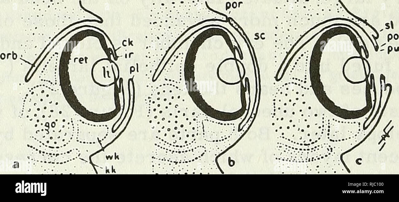 . Des céphalopodes. Des céphalopodes. La figure 27. Frontale schématique des sections de l'élaboration de l'œil droit de : a - des céphalopodes Nautilus. La tige porte le nerf optique (n) ; la rétine (ret) est en fait un grand nombre de couches avec les tiges vers la lumière ; d'autres éléments sont le principal disciple (pp) et l'anneau de pliage (ir) qui forme un large cercle et correspond probablement à l'iris de Dibranchiata ; b - e - étapes habituelles de l'embryon d'oeil de sépia. La chambre de l'œil est complètement fermé. La double lamelle épithéliale (pc), qui s'amincit plus tard, forme l'objectif (1) sur le site de l'primar Banque D'Images