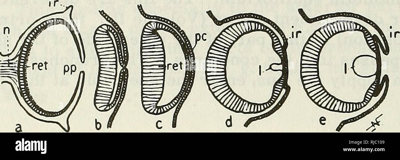 . Des céphalopodes. Des céphalopodes. Derrière l'oeil il y a une papille ronde et plate, "l'organe olfactif" (voir p. 82). (96) (96). La figure 27. Frontale schématique des sections de l'élaboration de l'œil droit de : a - des céphalopodes Nautilus. La tige porte le nerf optique (n) ; la rétine (ret) est en fait un grand nombre de couches avec les tiges vers la lumière ; d'autres éléments sont le principal disciple (pp) et l'anneau de pliage (ir) qui forme un large cercle et correspond probablement à l'iris de Dibranchiata ; b - e - étapes habituelles de l'embryon d'oeil de sépia. La chambre de l'œil est complètement fermé. Le n Banque D'Images