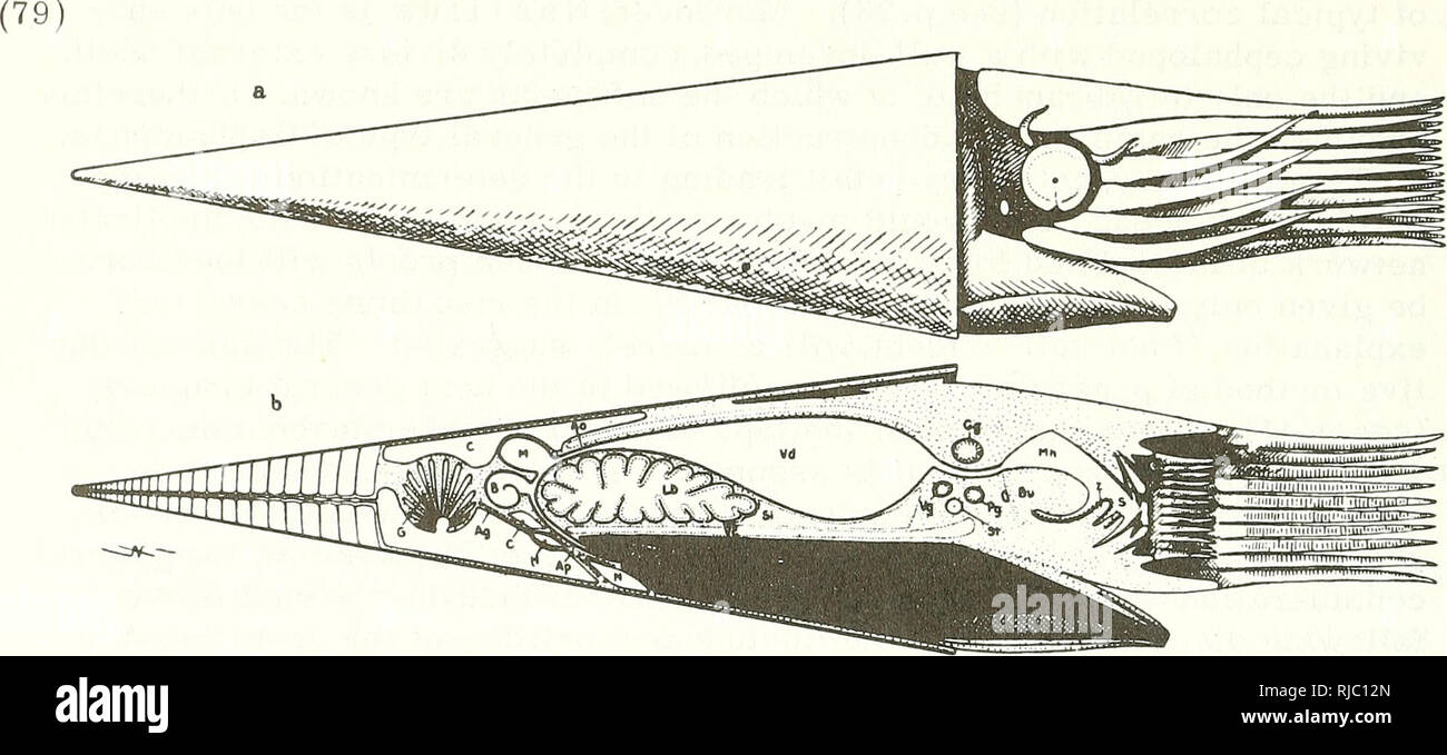 . Des céphalopodes. Des céphalopodes. (Figure 8) étant donné que les très jeunes spécimens Nautilus n'ont pas encore été obtenue. Ainsi, une courbure moins marquée doit être considéré comme typique de nautiloid coquilles. Aussi le premier Dibranchiata (Belemnoidea) toujours tout droit phragmocones qui peut être courbé chez les jeunes, mais seulement dans la direction ventrale, i. e. dans le sens inverse de la courbure de la Nautiloidea. La forme ancestrale peut donc être conçue comme tout droit. Une photo très claire des parties molles de l'ancestral formulaire peut également être obtenu (Figure 19).. La figure 19. Torthoc P ro s, l'ère Banque D'Images