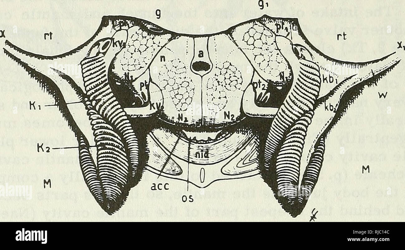 . Des céphalopodes. Des céphalopodes. Une fois charnues passe latéralement et vers le haut le long de la rainure du manteau, de la base de la face externe de chaque gill (Figure 16). De chaque côté, les deux plis sont fusionnées en une crête sur le manteau (Figures 15 et 16W). Ces pièces jointes branchial déplacer les bases gill mécaniquement au dessous de la pièce jointe de l'cephalopodial rétracteurs. Des études embryologiques dibranchiata et comparaison v/vec d'autres mollusques montrent que l'activité de pièces jointes ne sont pas les articles principaux des branchies. Dans certains jeunes stades de l'activité de pièces jointes Dibranchiata ressemblent à celles de Banque D'Images